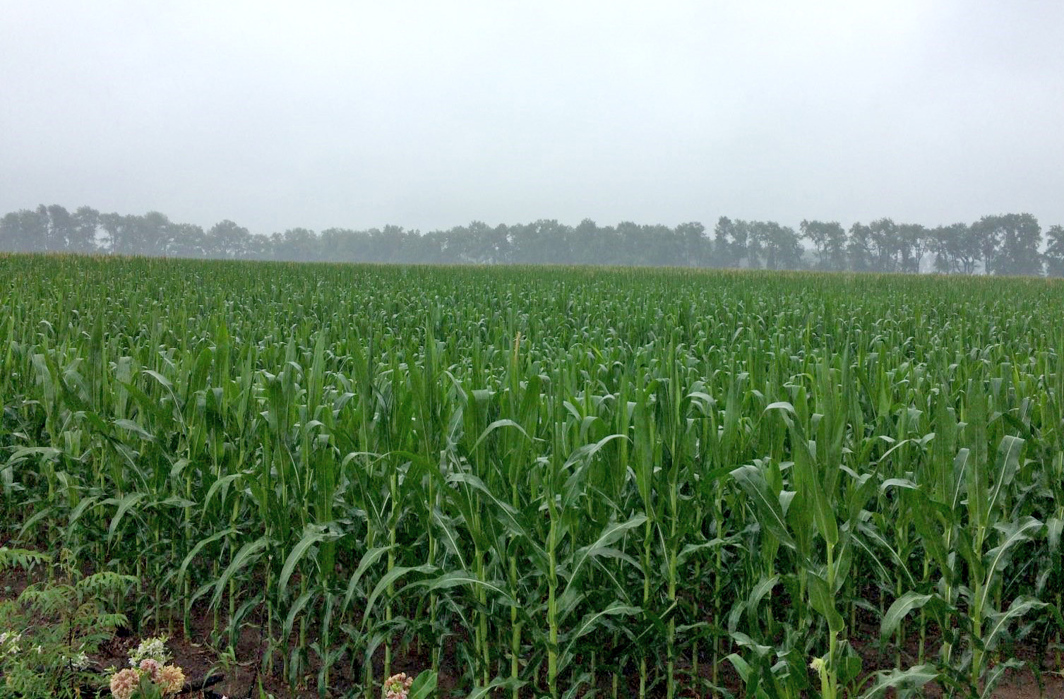 Irrigated commercial corn field